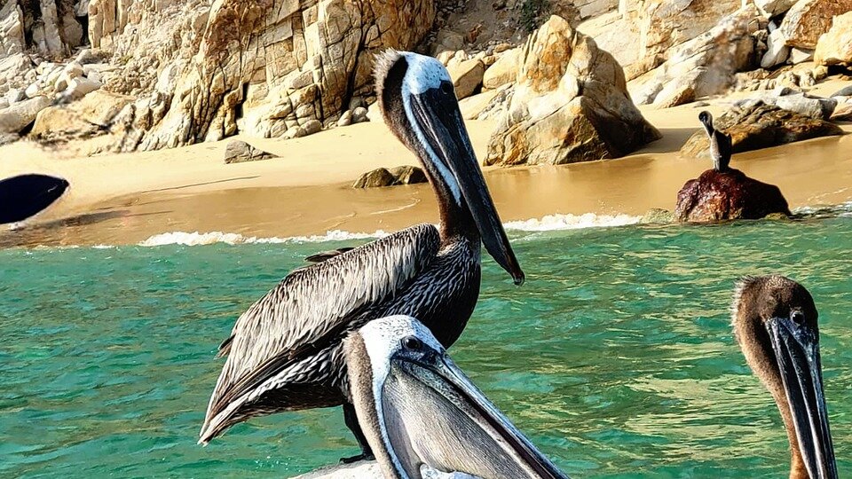 pelican cabo san lucas